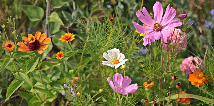 Exotic Flora Species in Jim Corbett