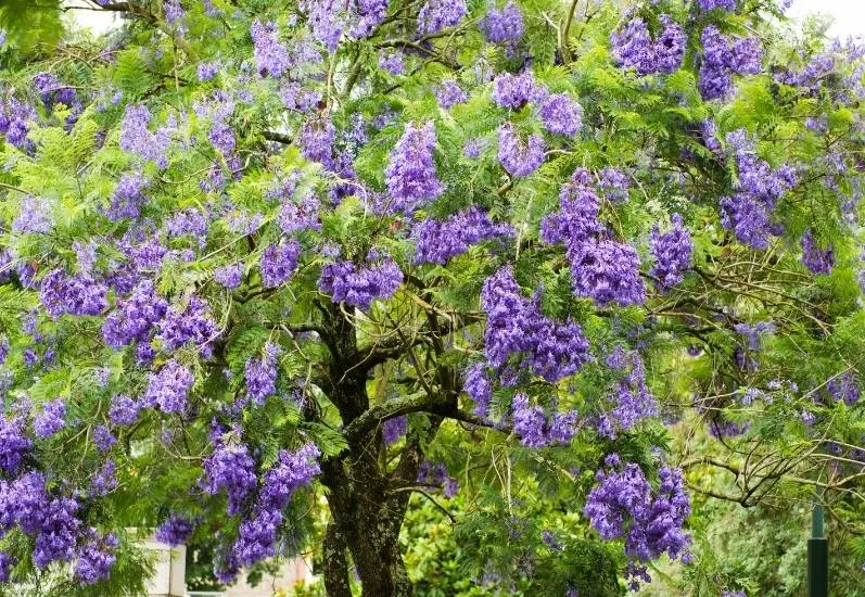 jacaranda