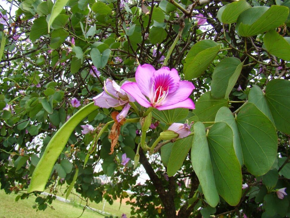 kachnar flora species