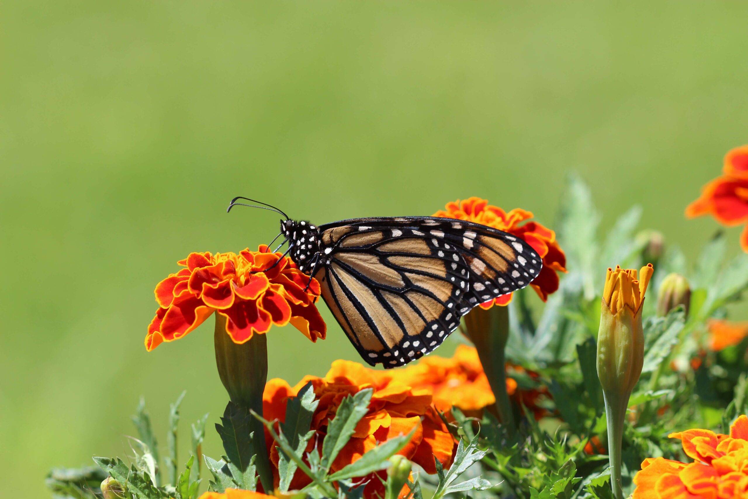 What are the common butterfly species in Corbett?