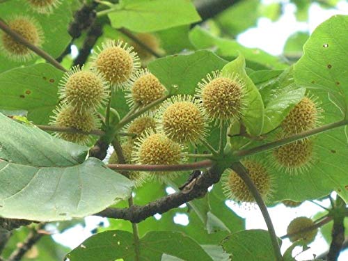 haldu tree in Sitabani 