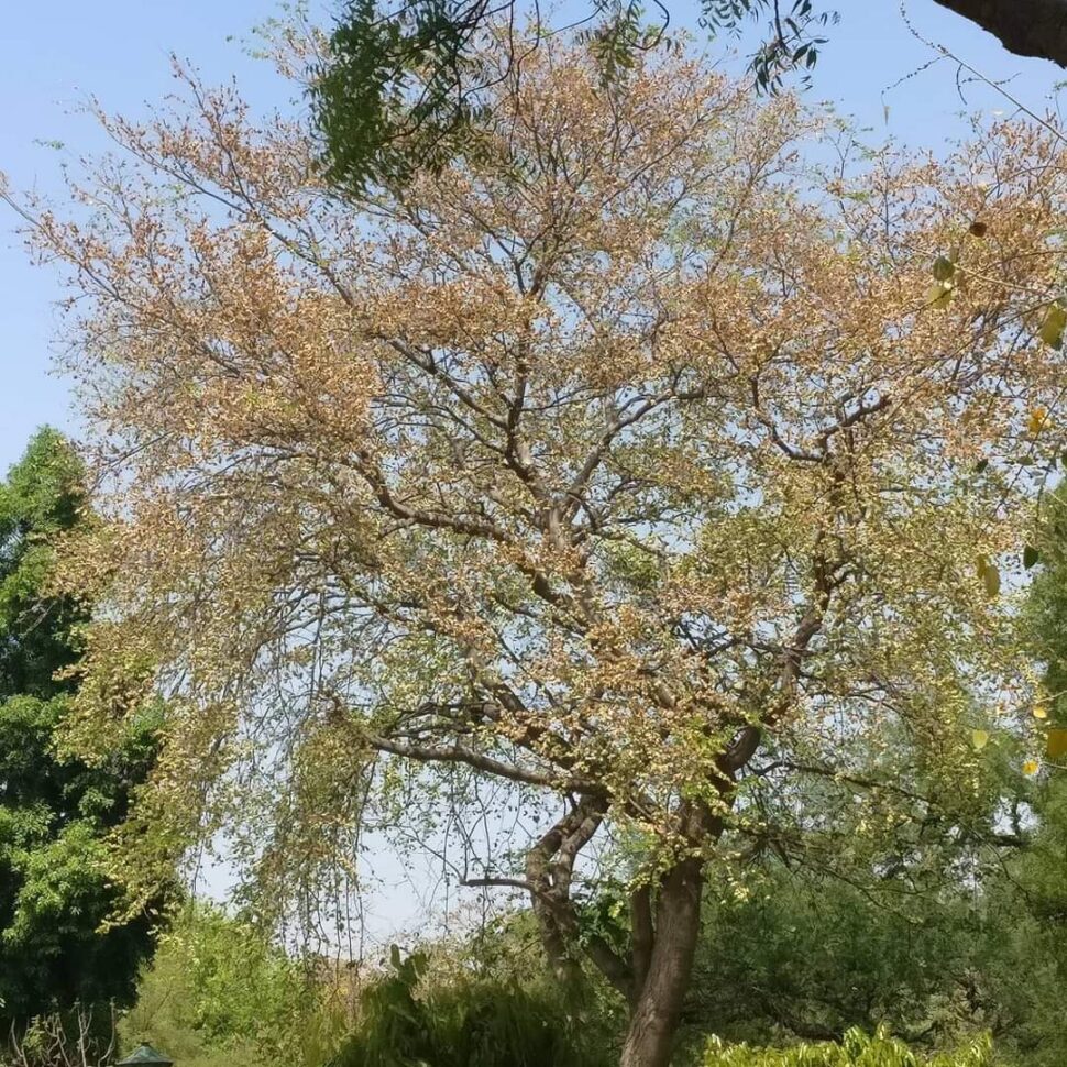 Kanju tree