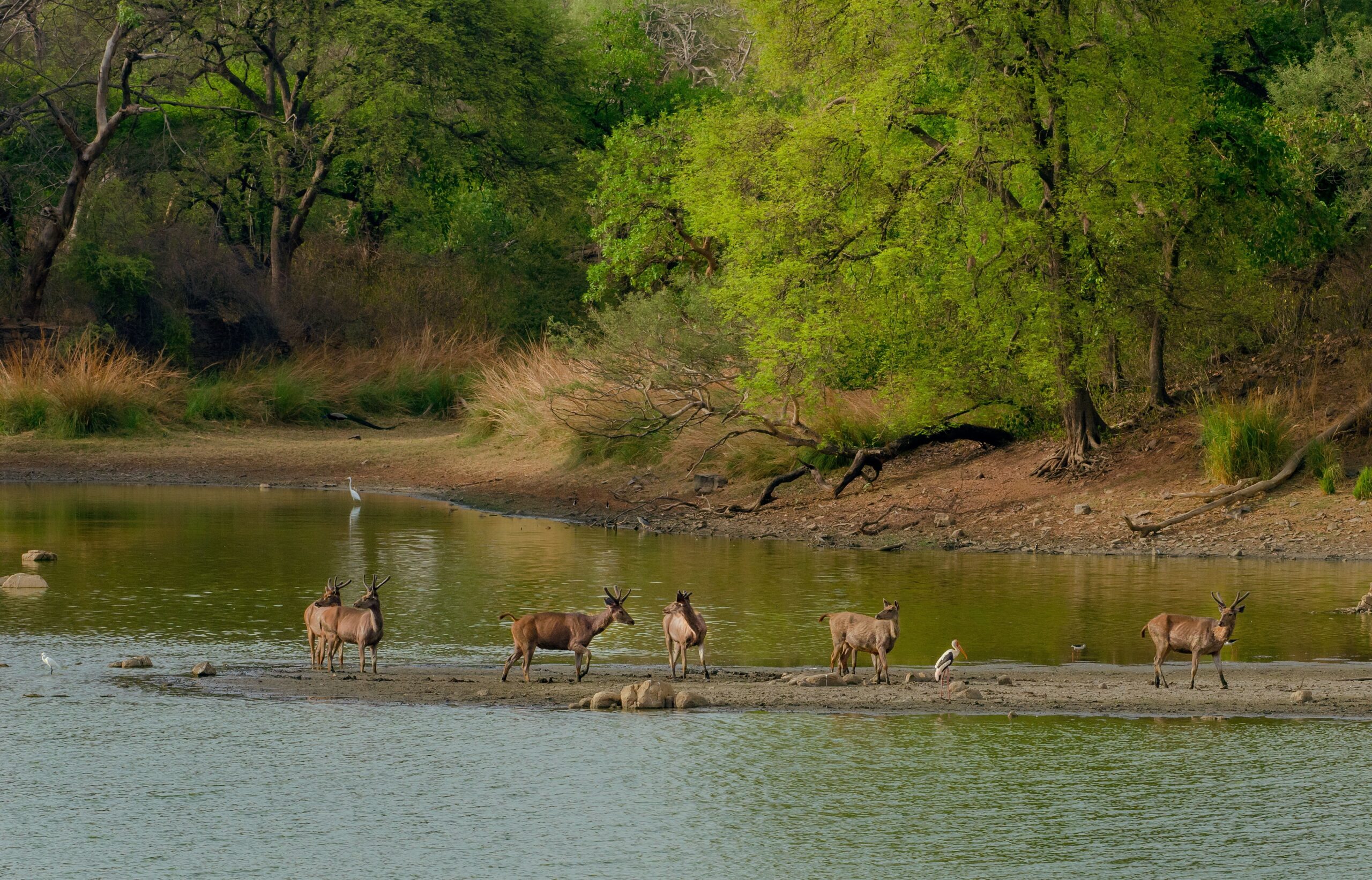 How does Jim Corbett Resort provides comfort in the wilderness?