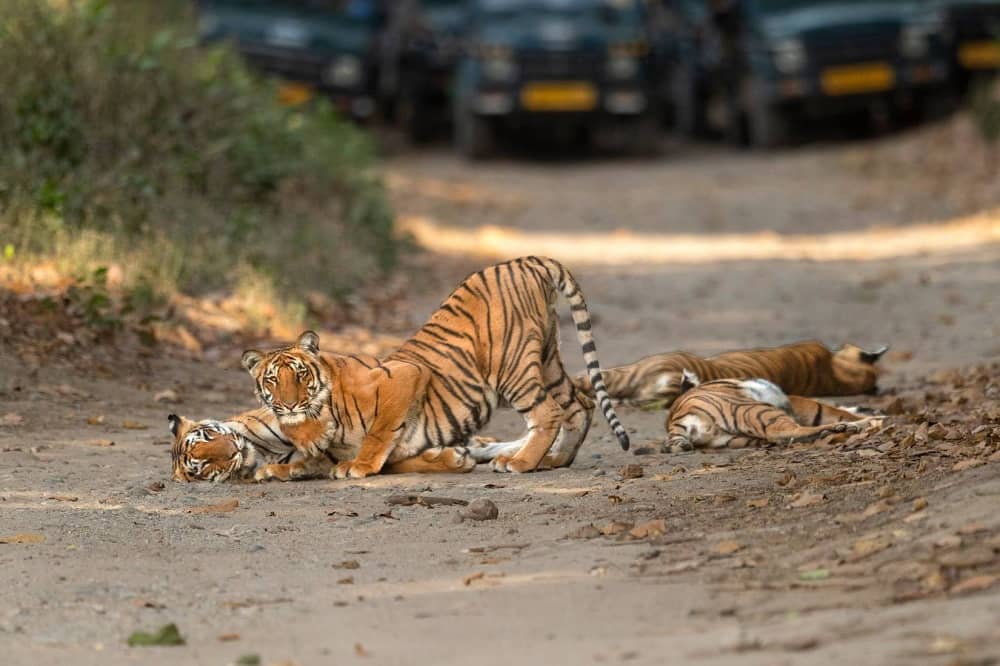 How can you reach Jim Corbett, National Park?