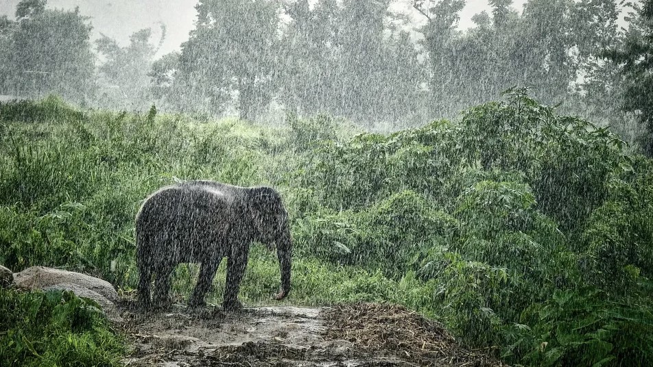 Why Choose To Visit Jim Corbett During Monsoon?